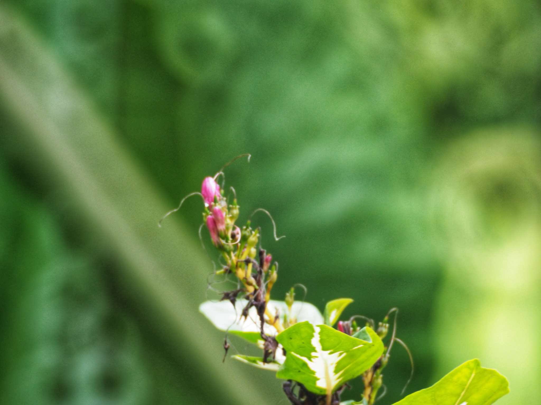 NIKON REFLEX-NIKKOR-C 500mm F8 NIKON F MOUNT