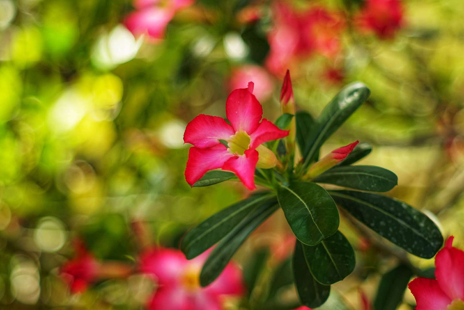SMC TAKUMAR 55MM.F1.8 M42 MOUNT