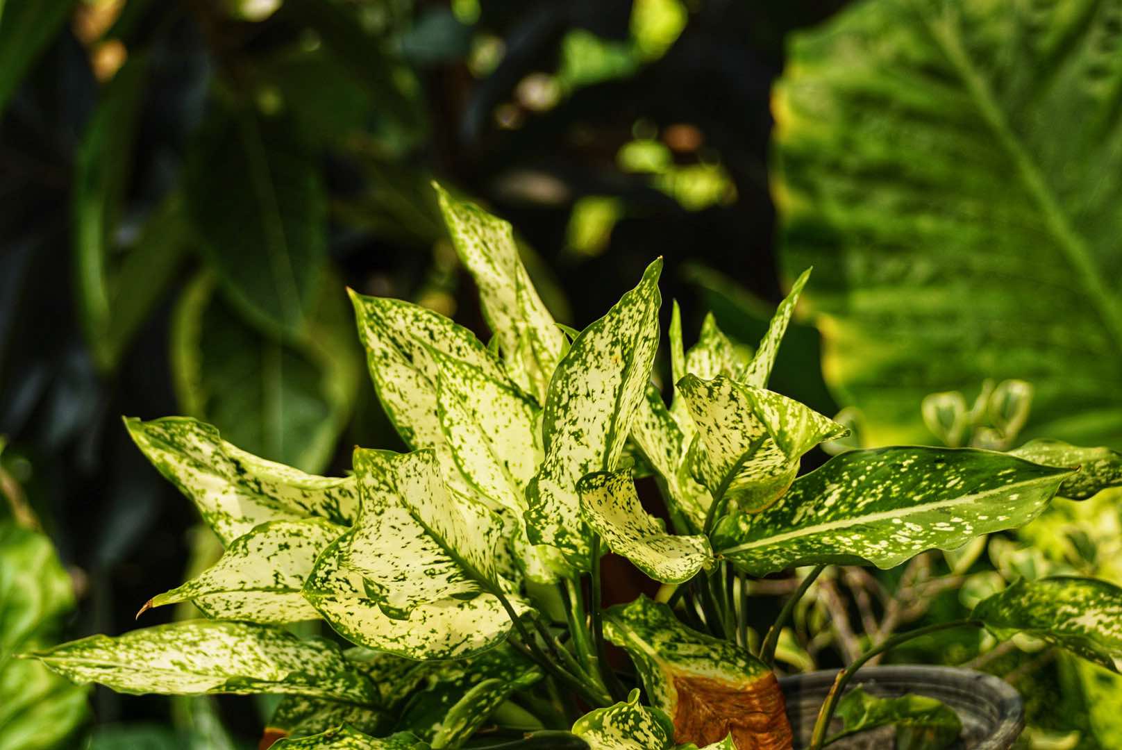 OLYMPUS OM-SYSTEM S ZUIKO AUTO ZOOM 35-70MM. F4 OM MOUNT