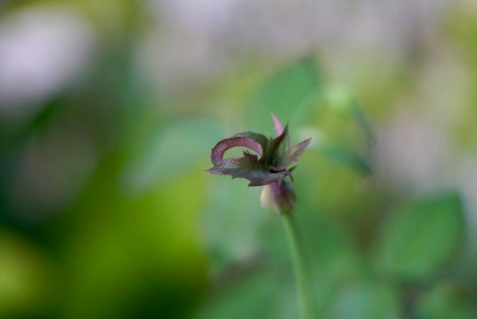 CANON LENS FD 50MM.F1.4 SIVER NOSE