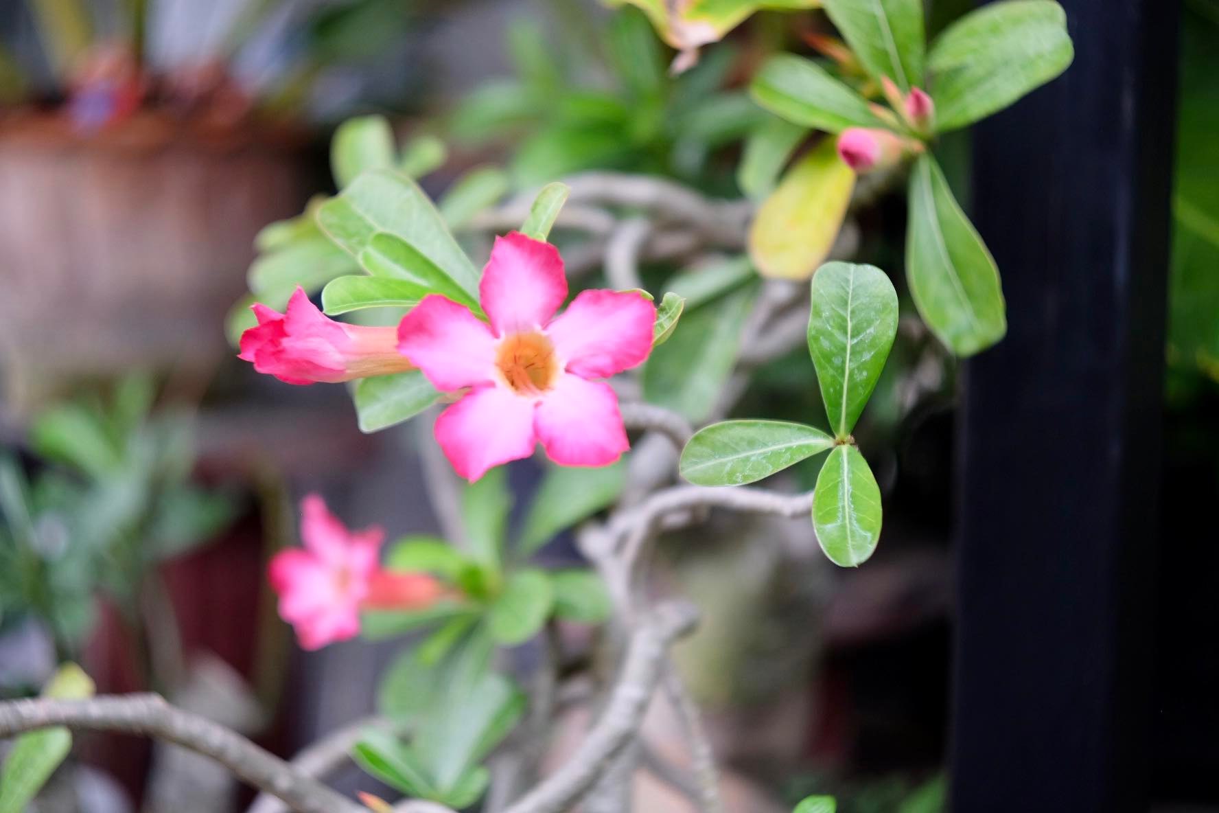 TOPCOR 44MM.F2 Modified FUJIFILM FX MOUNT