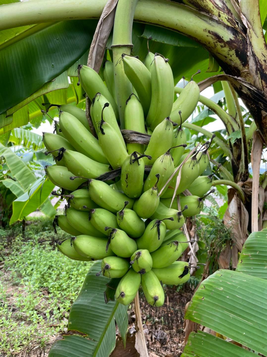 กล้วยกระทบเปลือก อบเกลือ เค็มน้อย 500g.