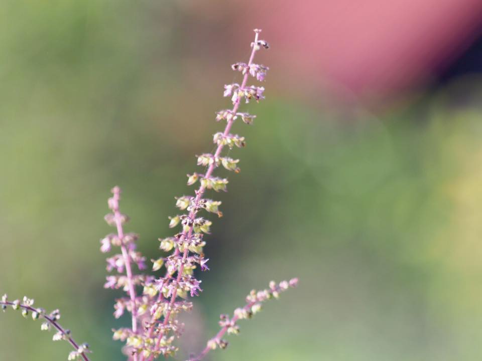 MINOLTA ROKKOR-TC 135MM. F4