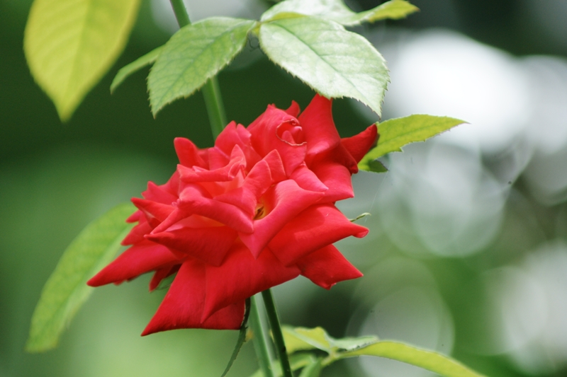 MINOLTA AF 75-300MM.F4.5-5.6 SONY A MOUNT