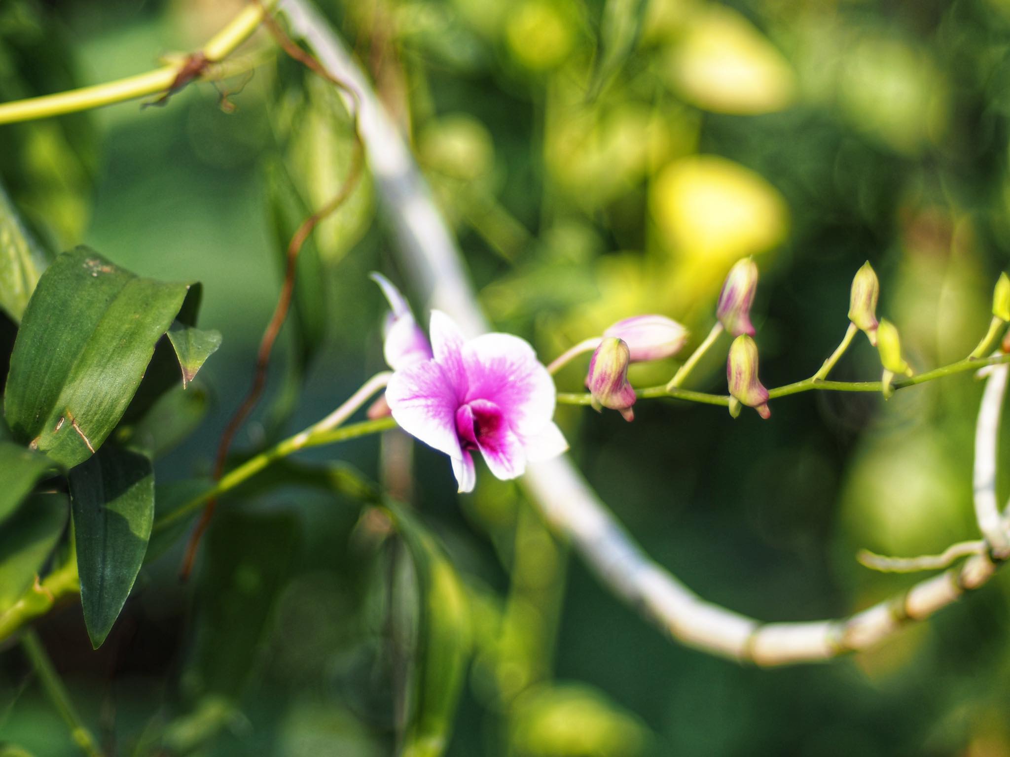 NIKON AF NIKKOR 50MM.F1.4D(NO.14) AIS MOUNT