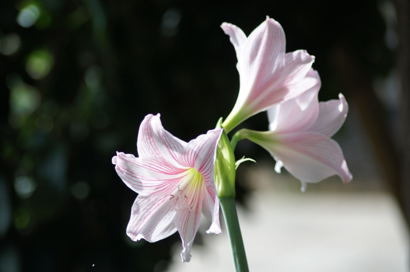 SIGMA 70-300MM.F4-5.6 DL MACRO SUPER PK(AF) MOUNT