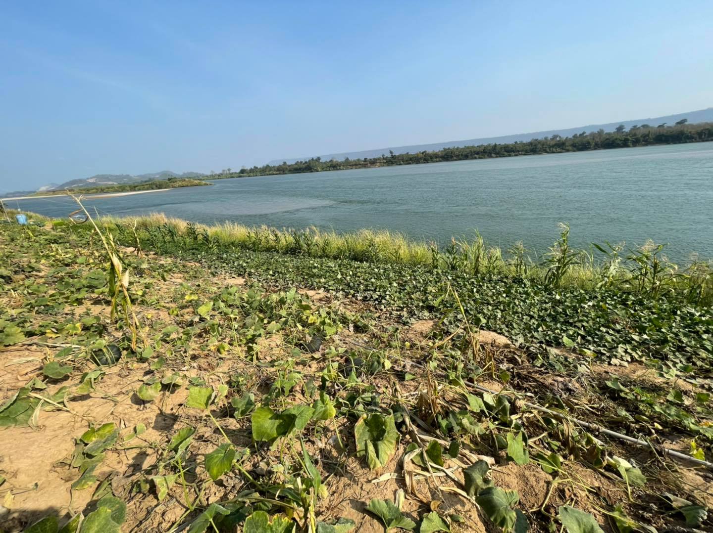 ฟักทอง ทอด อบ กรอบ 500g.