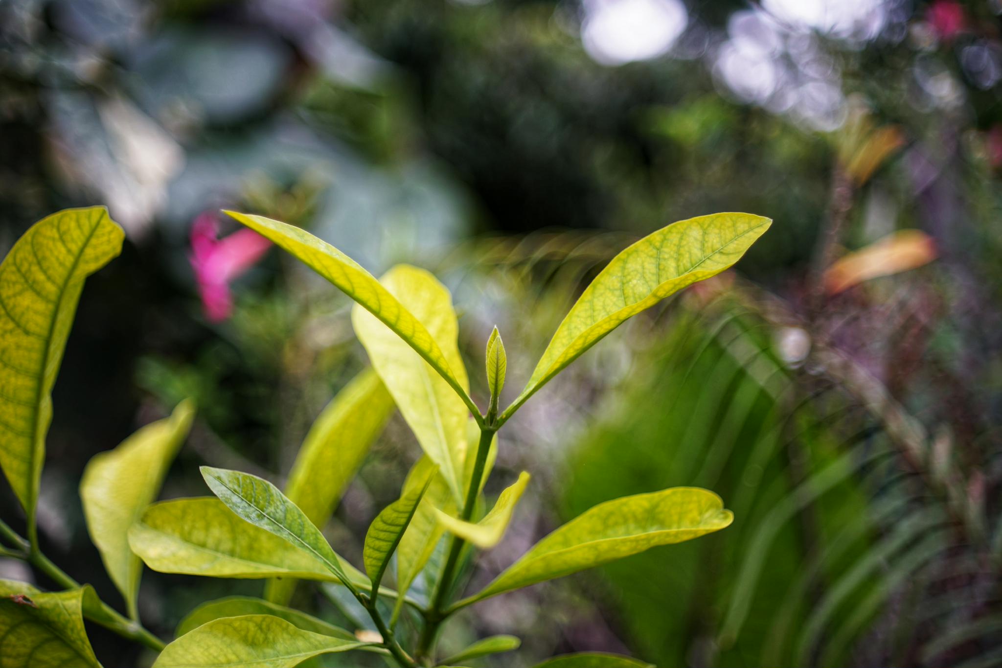 X-FUJINON 50MM.F1.9 FM FUJICA X MOUNT