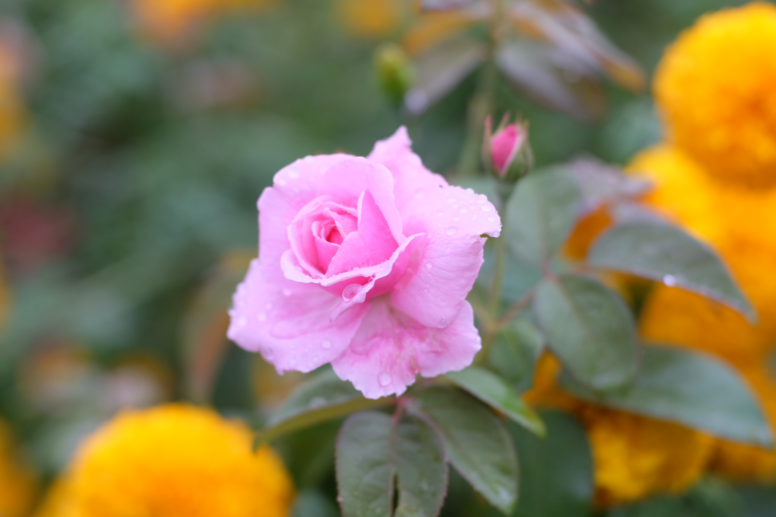 NIKON AF NIKKOR 50MM.F1.4D AIS MOUNT