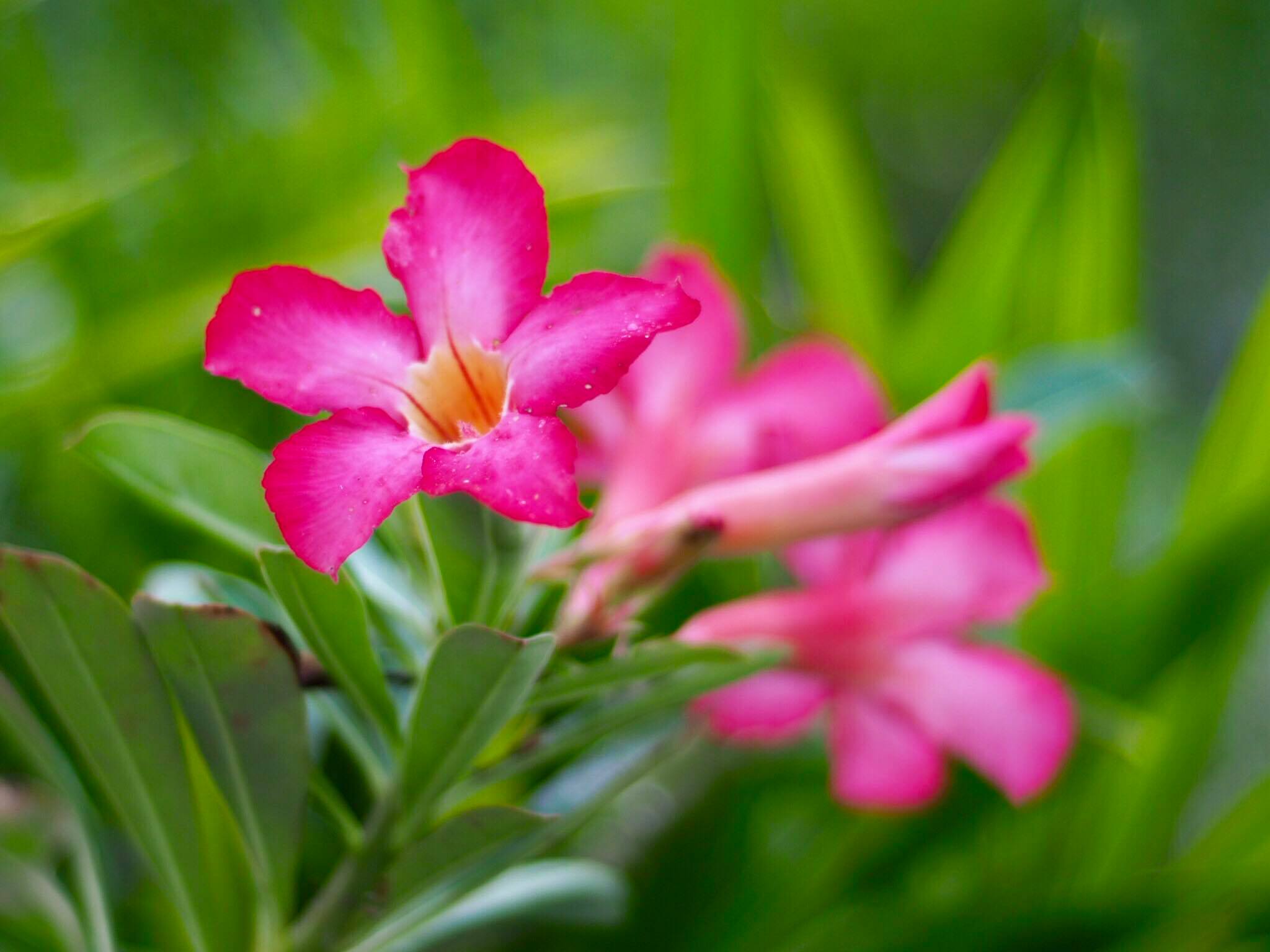 NIKON SERIES E LENS 50MM.F1.8 NIKON AIS MOUNT