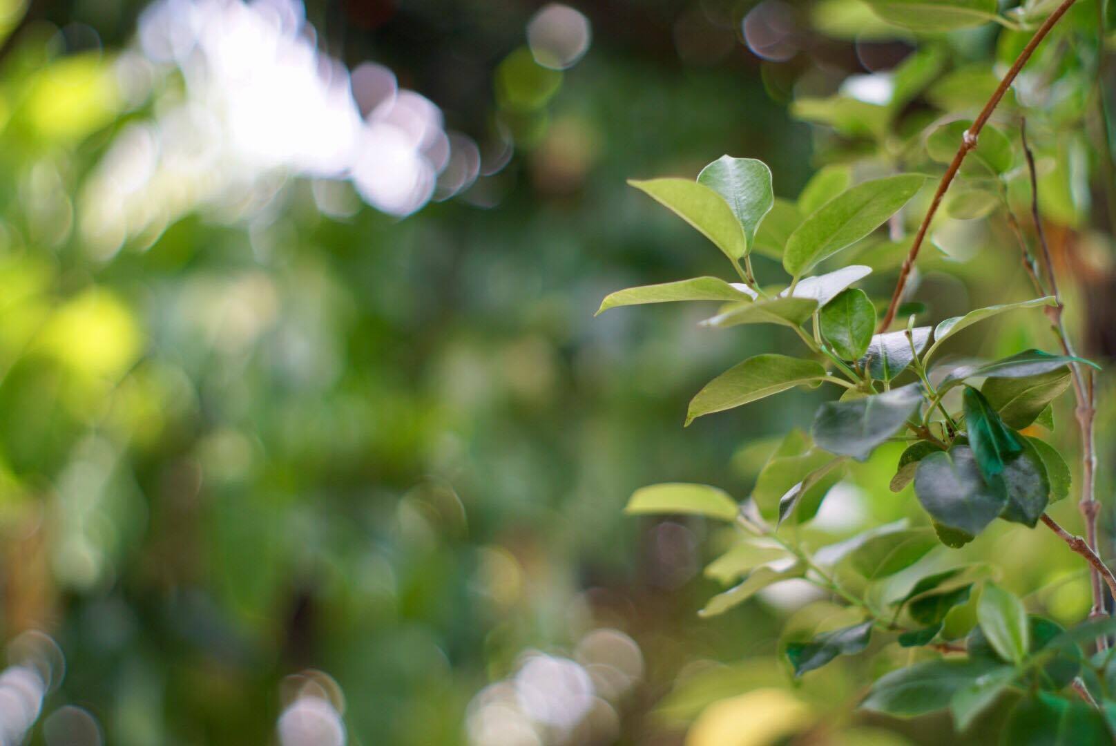 SMC PENTAX-M 50MM.F2 PK MOUNT