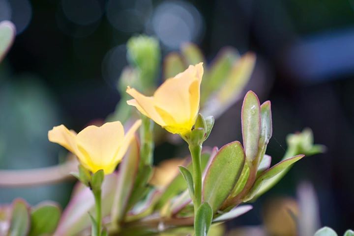 MINOLTA MC MACRO ROKKOR 50MM. F3.5 MD MOUNT
