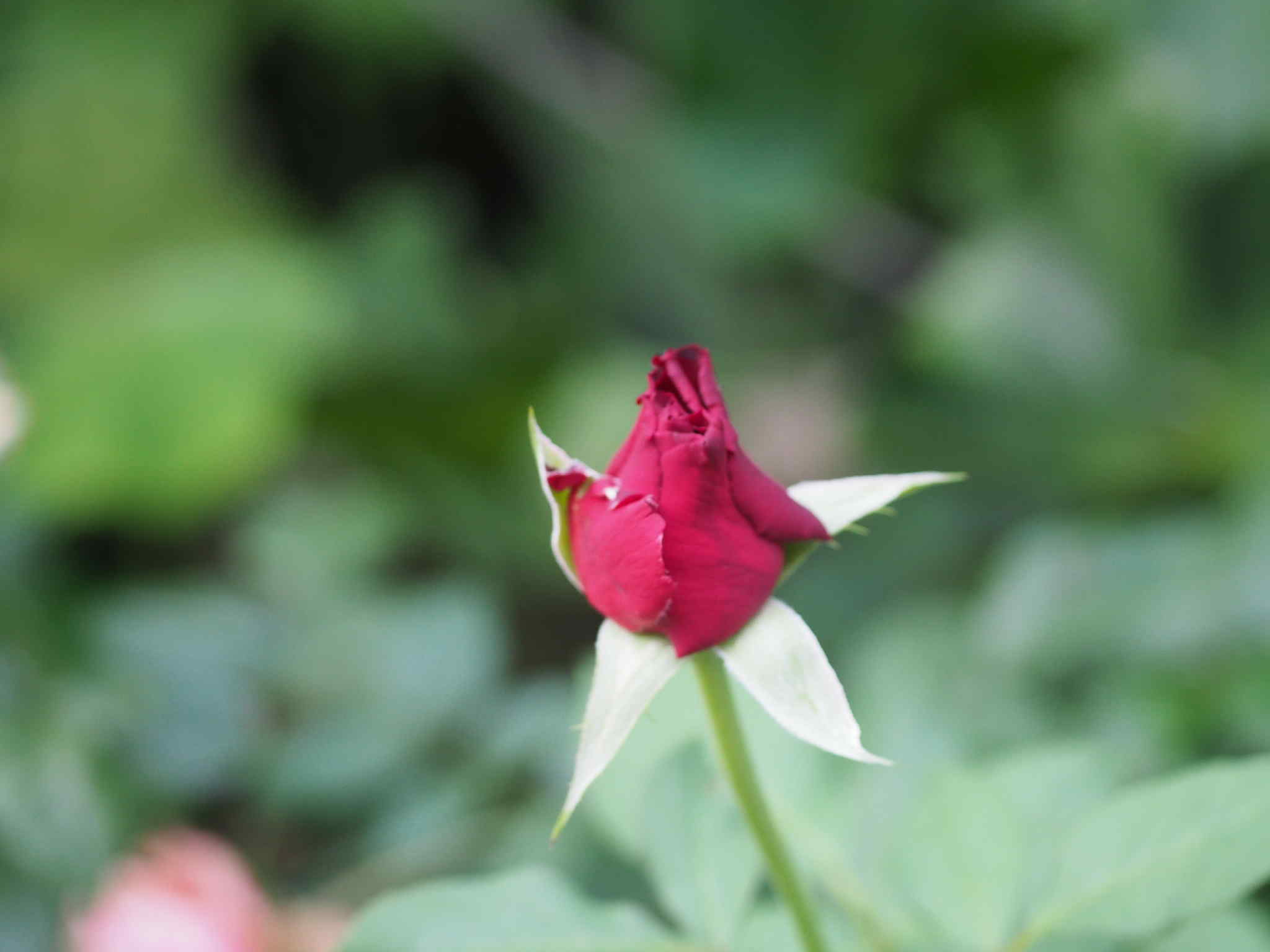 SMC PENTAX-M MACRO 50mm.f4 PK MOUNT