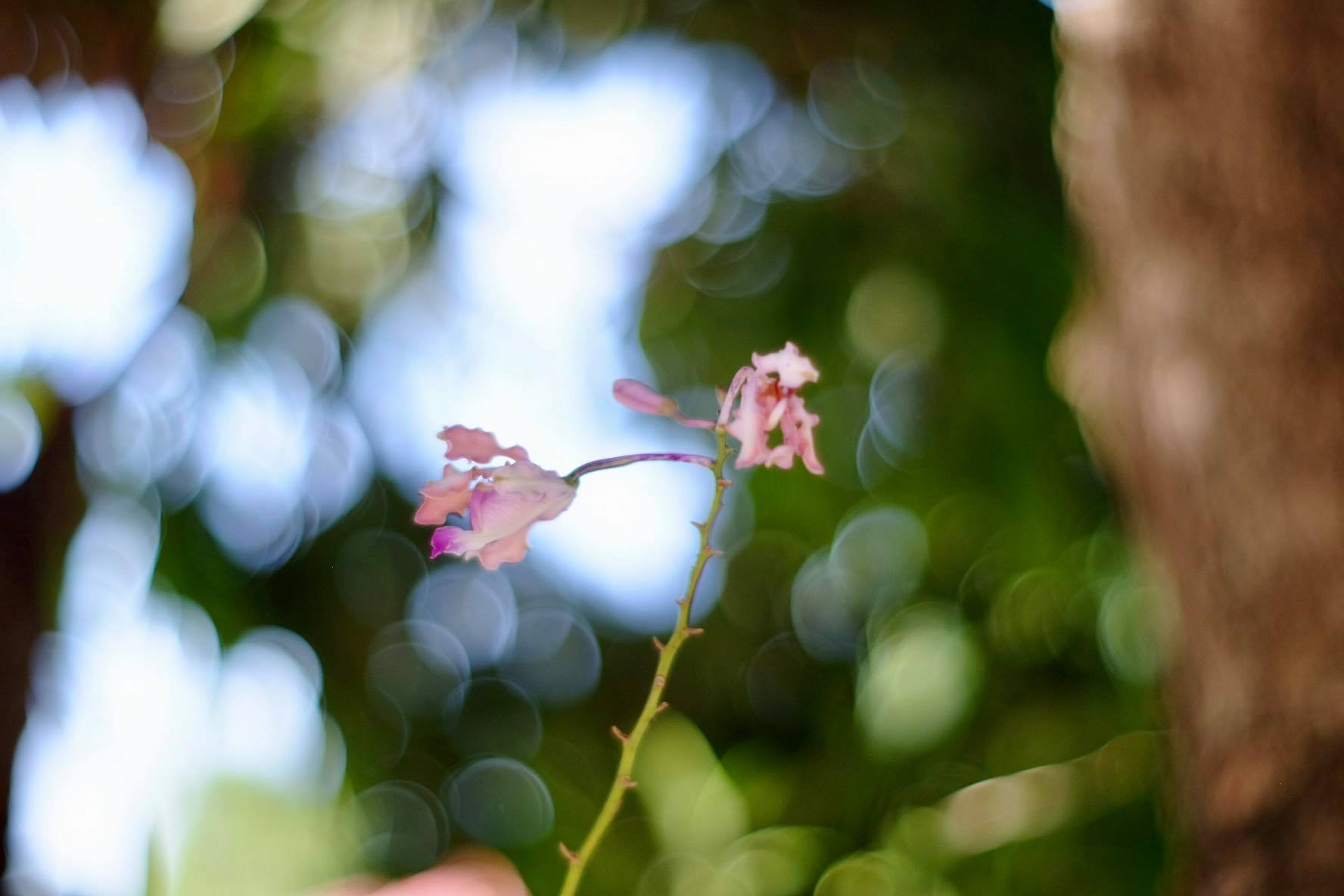 CANON LENS FL 50MM.F1.4 FL MOUNT