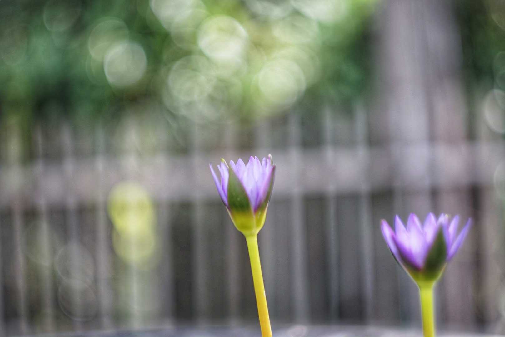 HELIOS-44M 58MM.F2 M42 MOUNT