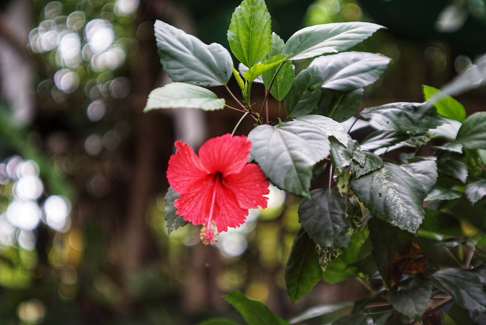 OLYMPUS G.ZUIKO 42MM.F1.7 MODIFIED M39 MOUNT