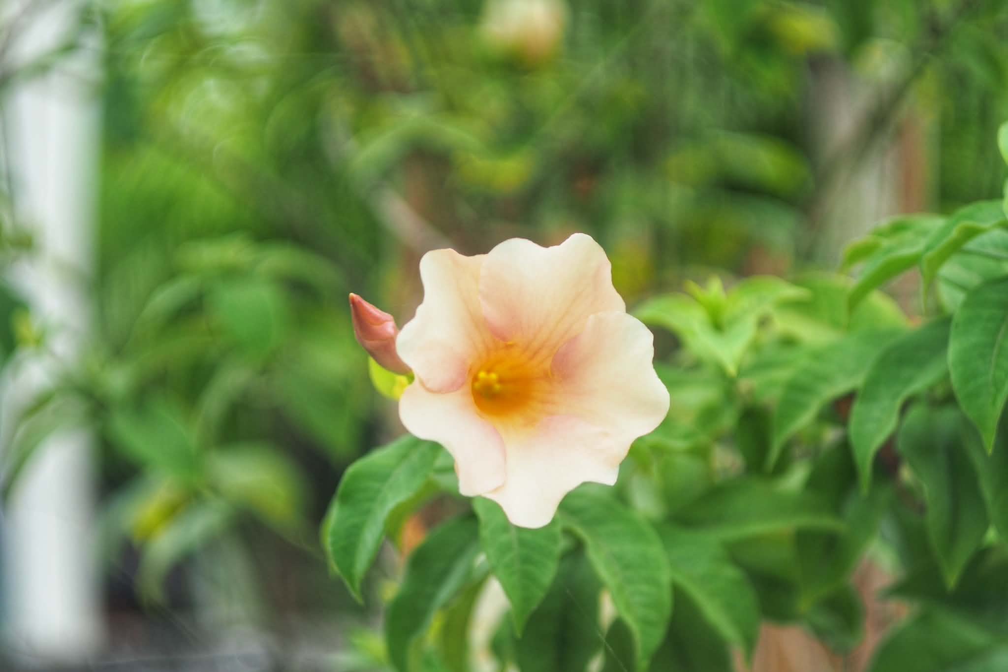 VOIGTLANDER ULTRON 50MM.F2 MODIFY M39 MOUNT