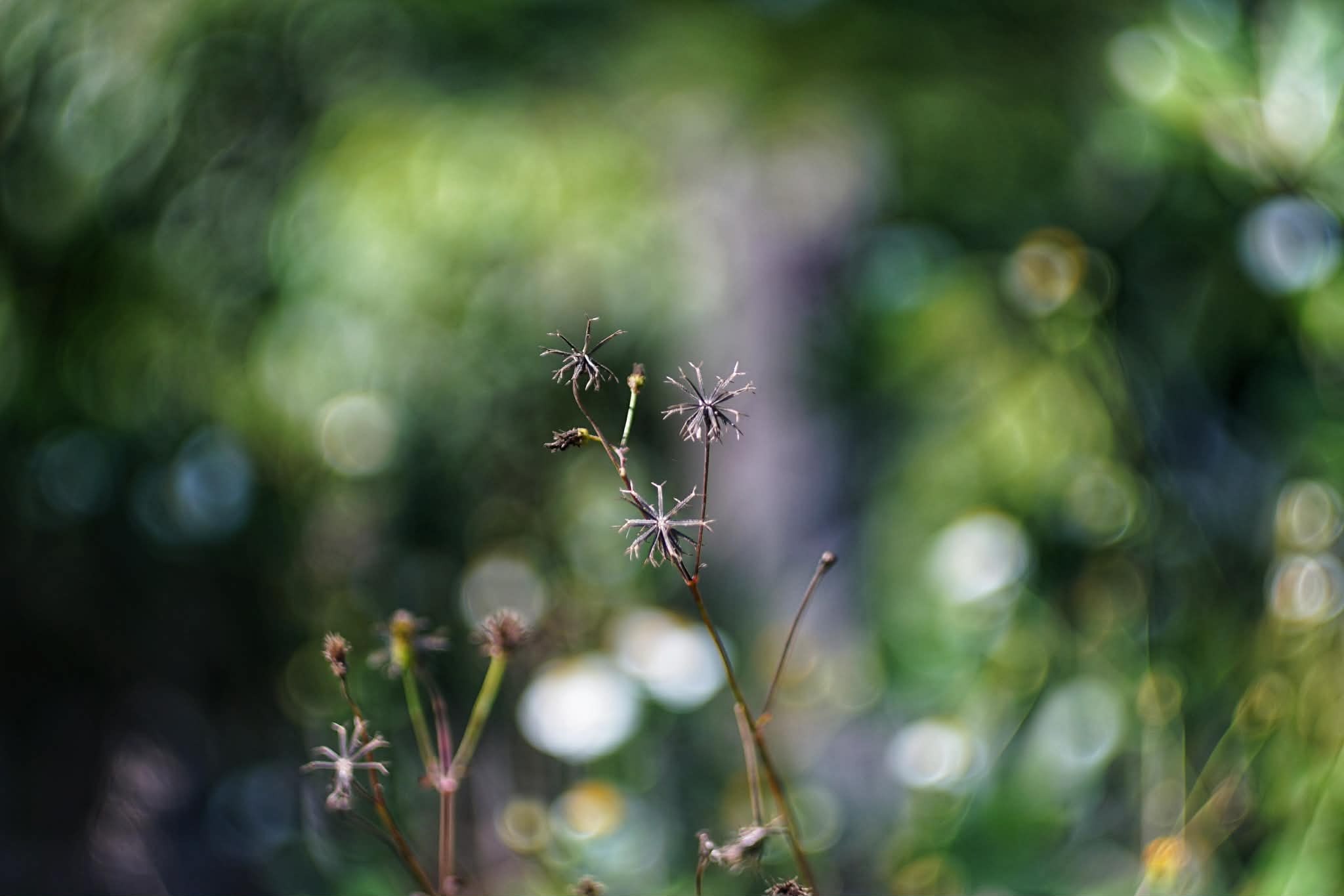 KOWA SUPER PROMINAR 63.5MM.F1.9 MODIFIED SONY E MOUNT