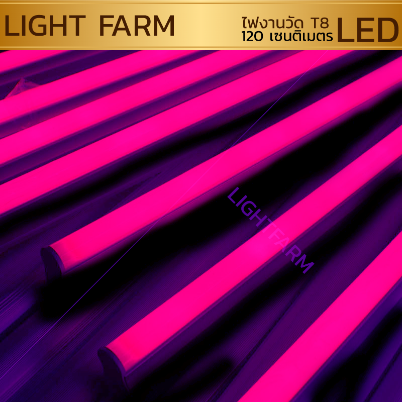 หลอดไฟงานวัด LED (ไฟนิ่งไม่กระพริบ) สีชมพู / หลอดไฟ T8 หลอดสี