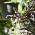 MINOLTA AF ZOOM 35-105MM. F3.5(22)-4.5 MACRO MA MOUNT