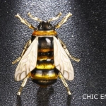 เข็มกลัดติดเสื้อ เข็มกลัดติดหน้าอกเสื้อ เข็มกลัด รูปผึ้ง งานออกแบบ เข็มกลัดผึ้ง สีทอง สีเขียว 719361