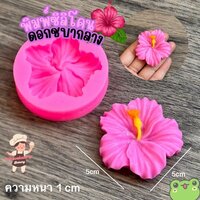 ชบา5 cm.
