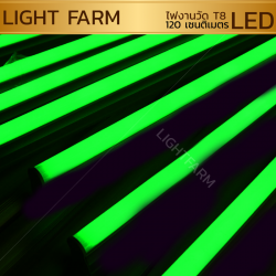 หลอดไฟงานวัด LED (ไฟนิ่งไม่กระพริบ) สีเขียว / หลอดไฟ T8 หลอดสี
