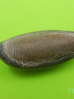 ปลิงเรียกทรัพย์ ขายแล้วครับ