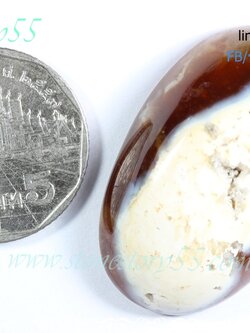 ฟอสซิลหิน