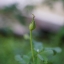 CARL ZEISS JENA DDR TESSAR 50MM. F2.8 M42 MOUNT