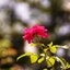 MINOLTA AF 50MM.F2.8(32)MACRO AF MOUNT
