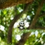 COSMICAR/PENTAX TV LENS 25MM.F1.4 C MOUNT