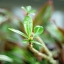 PETRI CC.AUTO 55MM.F1.8 M42 MOUNT
