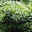 YASHICA ML 200 MM. F4 C CY MOUNT