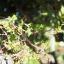FUJINON 38MM.F2.8 MODIFLY M4/3