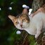 CANON LENS 50MM.F1.4 LTM