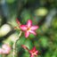 SMC PENTAX-M 50MM.F1.4 PK MOUNT