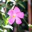 SMC TAKUMAR 55MM.F1.8 M42 MOUNT