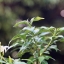 AF NIKKOR 35-70MM.F3.3-4.5 MACRO NIKON AIS MOUNT