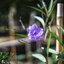 YASHICA YASHINON-DX 45MM.F1.7 MODIFIED SONY E MOUNT