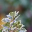 PENTACON 200MM. F4 M42 MOUNT