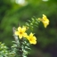 16KP-50MM.F1.2 MODIFLY M4/3