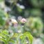 CARL ZEISS JENA Q1 TESSAR 50MM.F2.8 M42 MOUNT