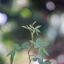 CANON LENS FD 50MM. F1.8 FD MOUNT