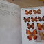 Butterflies of Thailand / Pisuth Ek-Amnuay