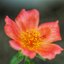 NIKON MICRO-NIKKOR 105MM.F2.8 AIS MOUNT