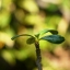 AUTO RIKENON 50MM.F2 M42 MOUNT