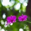 YASHICA ML 50MM.F1.4 CY MOUNT