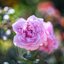 NIKON MICRO-NIKKOR 105MM.F2.8 AIS MOUNT