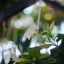 AUTO RIKENON 50MM. F1.7 M42 MOUNT